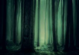ป่า ต้นไม้ หมอก, บรรยากาศลึกลับ ความมืด