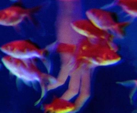 นายปลาทอง