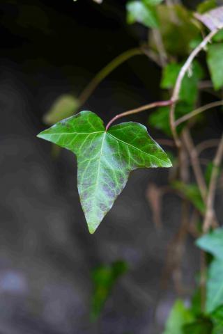 ใบไอวี่สีเขียวเข้มทรงสามเหลี่ยมใบนี้ดูแข็งแรงสดใส โดดเด่นด้วยเส้นใบสีขาวที่แผ่กระจายเหมือนเครือข่ายแห่งสายใย เปรียบเสมือนสายสัมพันธ์แห่งความรักและความผูกพันที่เกี่ยวร้อยกันอย่างแน่นแฟ้น แม้จะโดดเดี่ยวท่ามกลางพื้นหลังอันมืดมน แต่ใบไอวี่ยังคงชูช่ออย่างมั่นคง