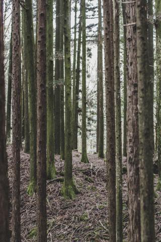 ภาพป่า Aokigahara ที่มีต้นไม้สูงเรียงรายแน่นขนัด พื้นดินปกคลุมด้วยมอสและกิ่งไม้ร่วง บรรยากาศเงียบงัน แสงขาวสลัวลอดผ่านต้นไม้หนาทึบ สะท้อนถึงความลึกลับและตำนานที่ซ่อนอยู่ในป่าแห่งนี้