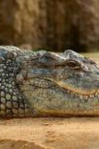 สาระน่ารู้เกี่ยวกับจระเข้ และตำนาน "ไอ้ด่างเกยชัย"