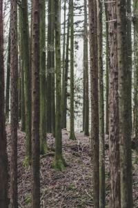 ภาพป่า Aokigahara ที่มีต้นไม้สูงเรียงรายแน่นขนัด พื้นดินปกคลุมด้วยมอสและกิ่งไม้ร่วง บรรยากาศเงียบงัน แสงขาวสลัวลอดผ่านต้นไม้หนาทึบ สะท้อนถึงความลึกลับและตำนานที่ซ่อนอยู่ในป่าแห่งนี้